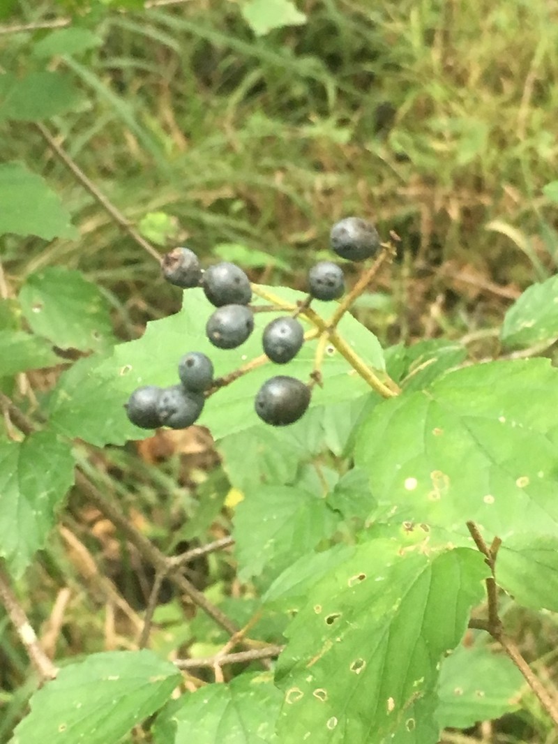 Viburnum scabrellum photo 2