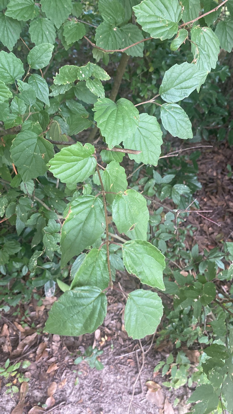 Viburnum scabrellum photo 3