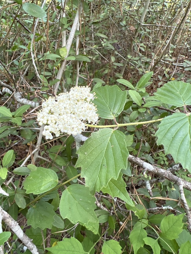 Viburnum scabrellum photo 4