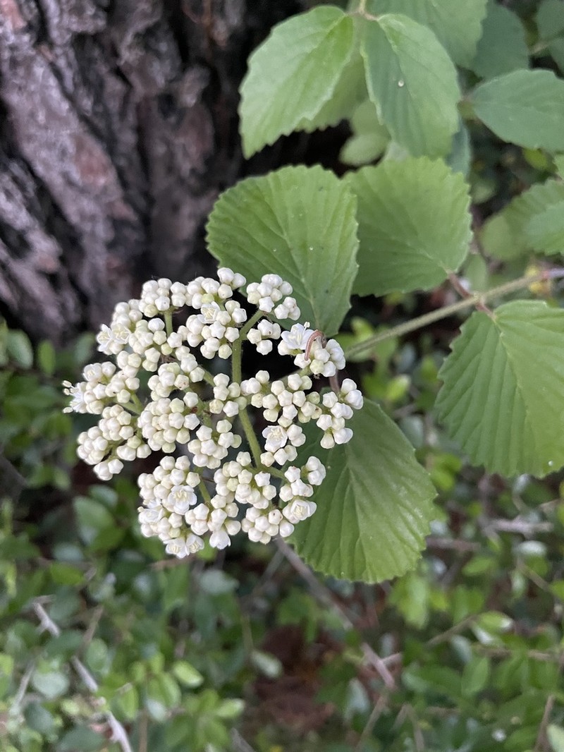 Viburnum scabrellum photo 5