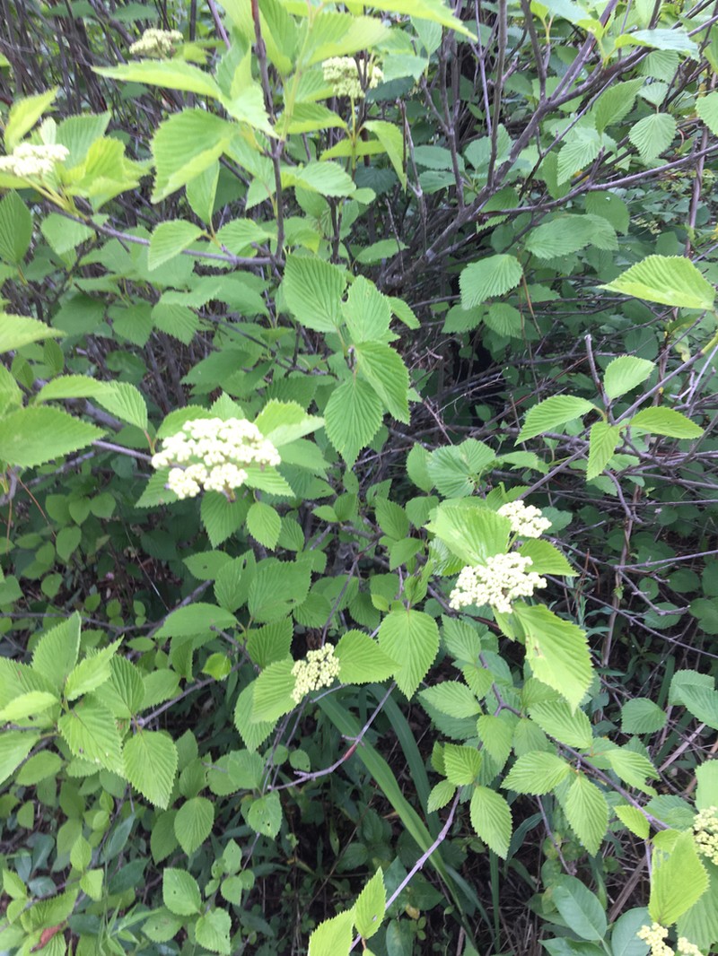 Viburnum scabrellum photo 6