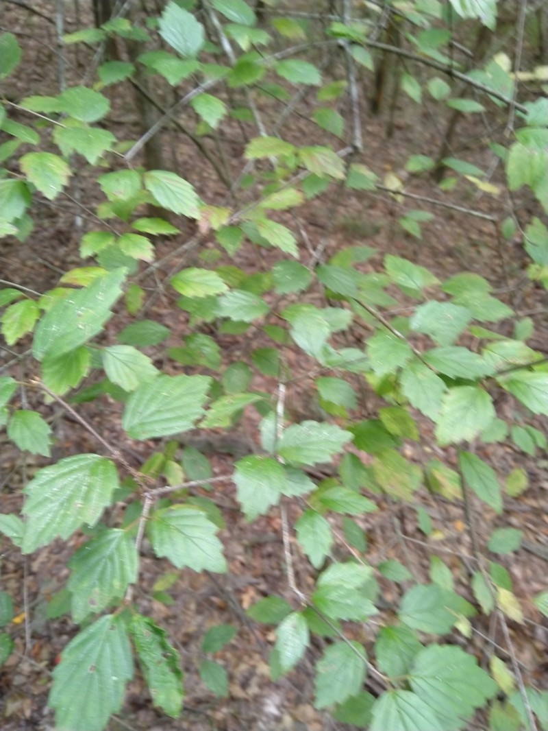 Viburnum scabrellum photo 7