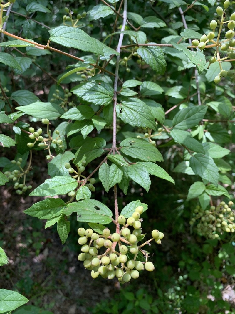 Viburnum scabrellum photo 8