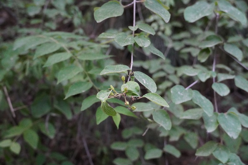 Viburnum schensianum