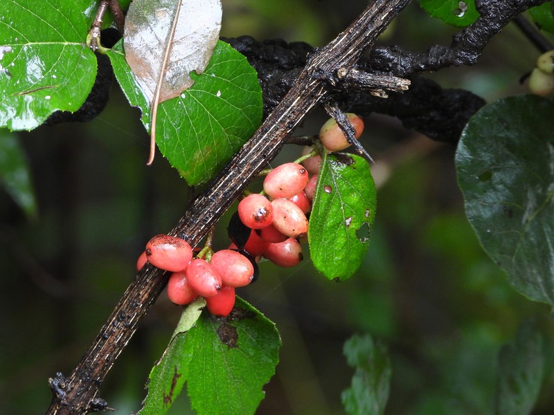 Viburnum schensianum photo 2