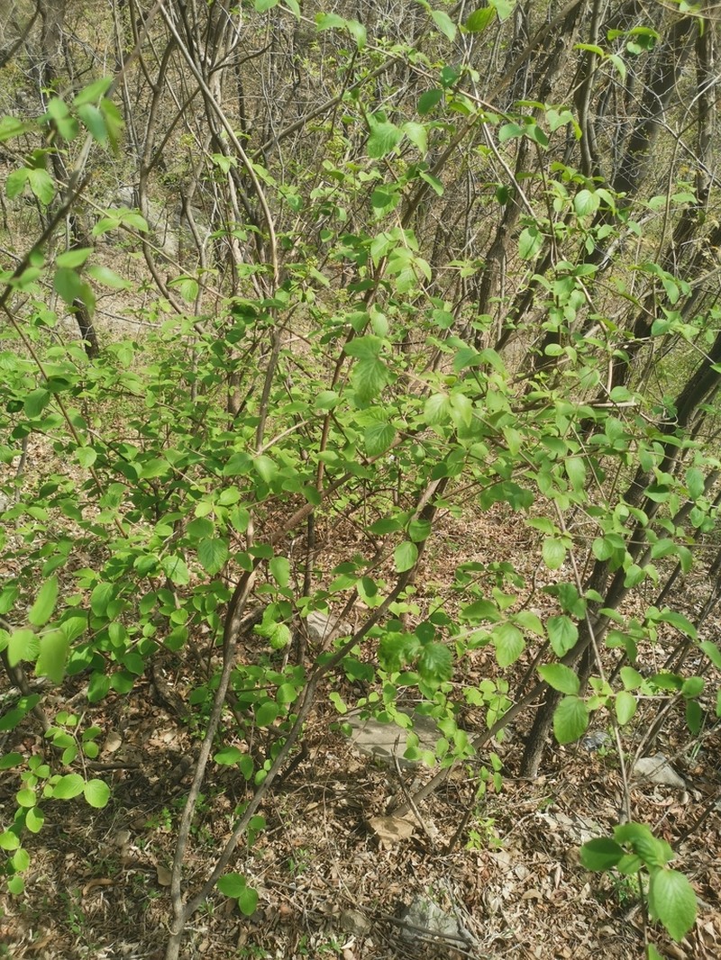 Viburnum schensianum photo 3
