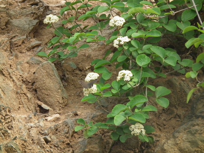 Viburnum schensianum photo 4