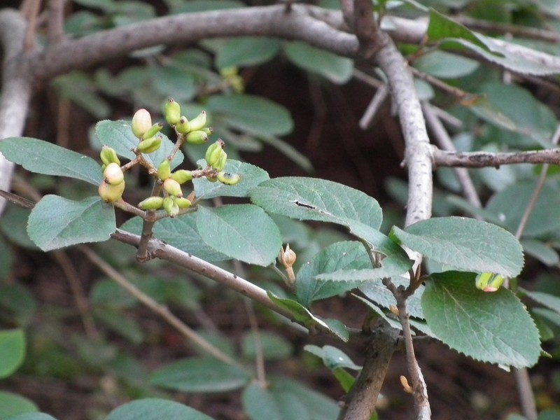 Viburnum schensianum photo 5