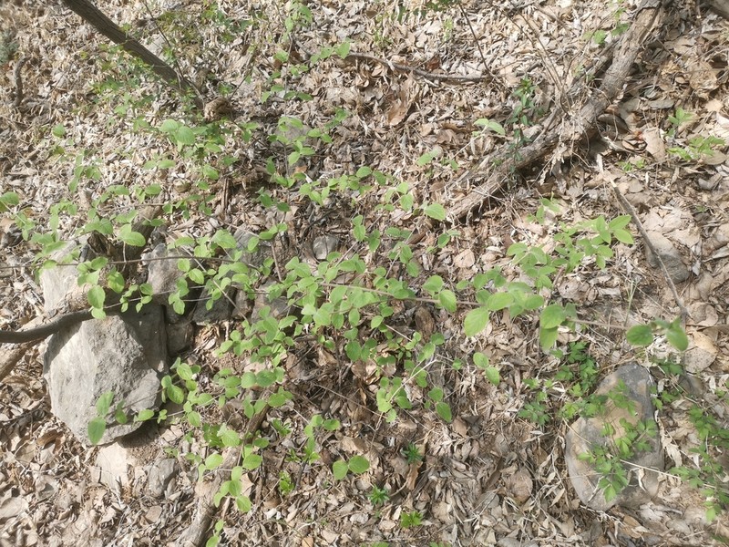 Viburnum schensianum photo 6