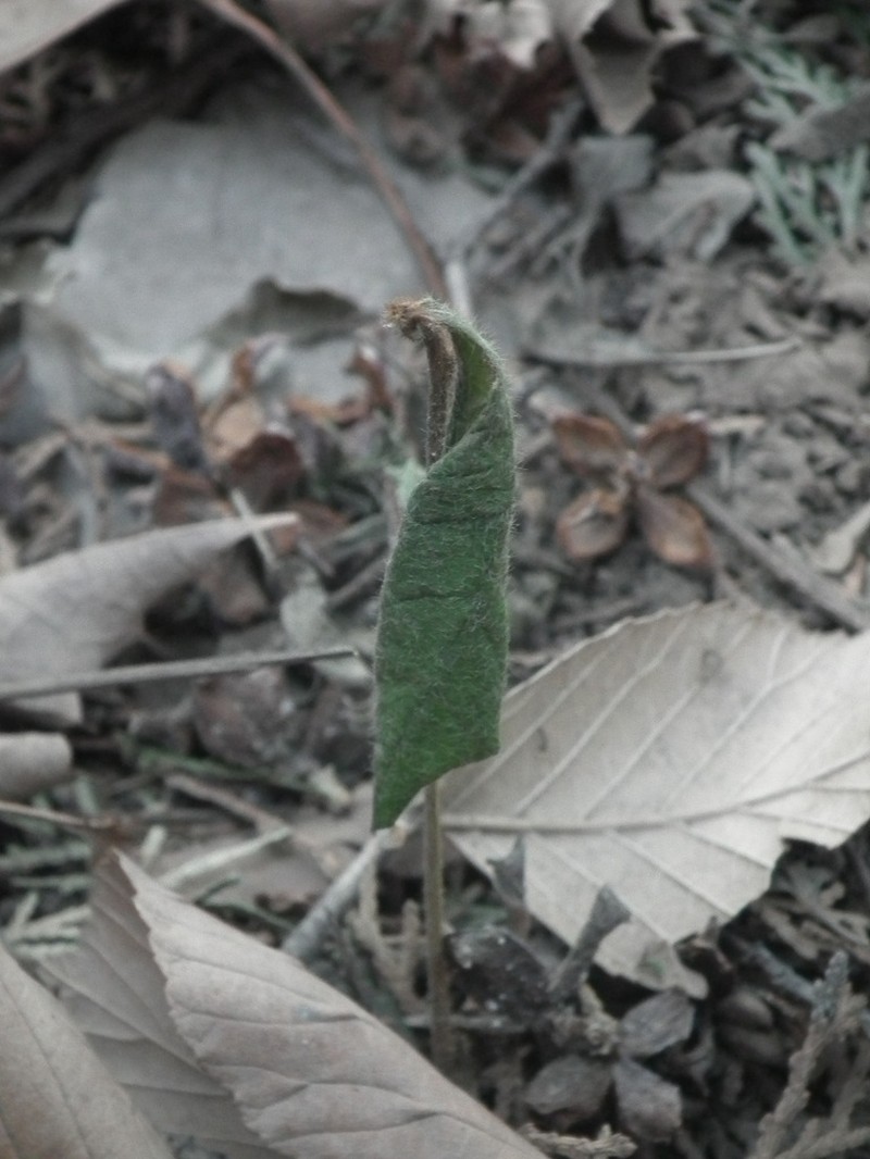 Viburnum schensianum photo 7