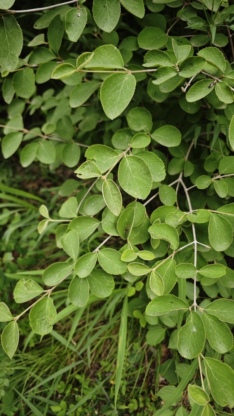 Viburnum schensianum photo 8