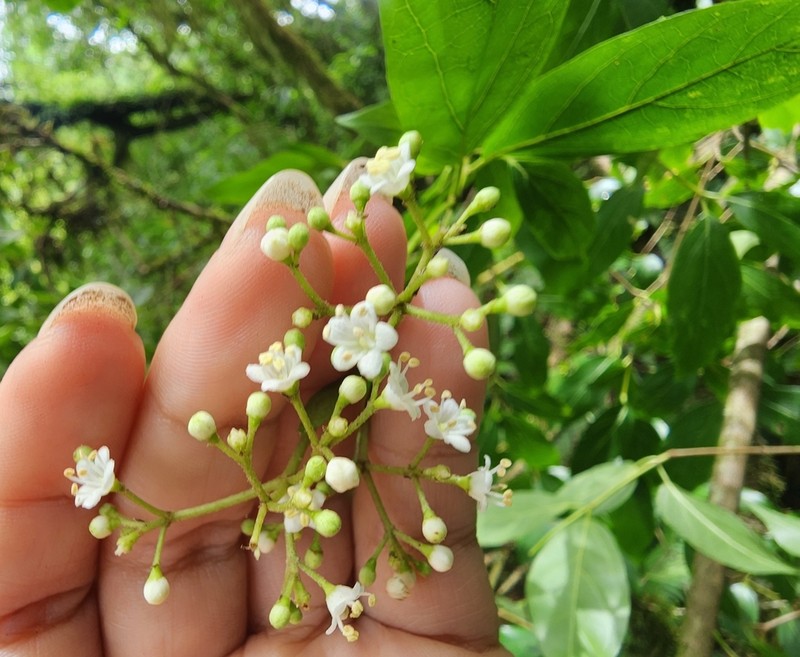 Viburnum seemenii