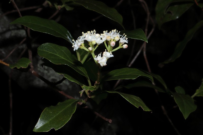 Viburnum seemenii photo 2