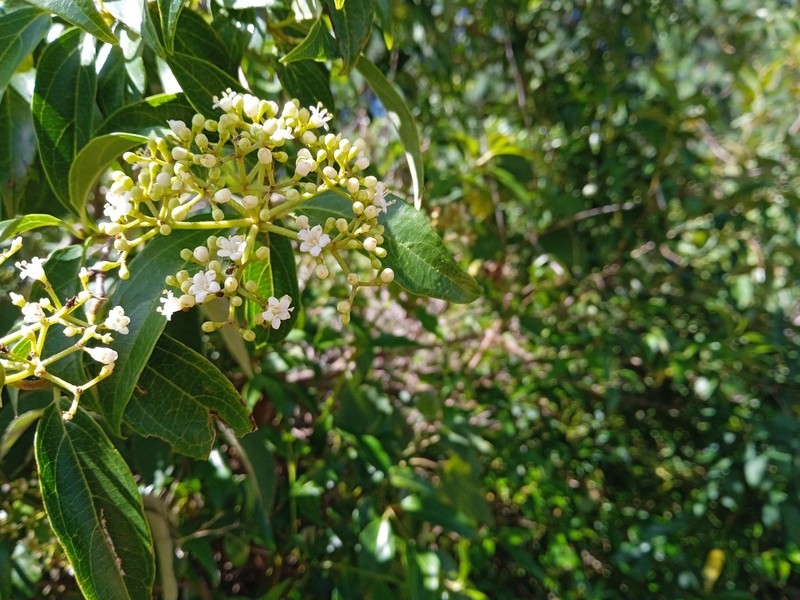 Viburnum seemenii photo 3