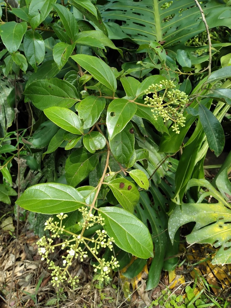 Viburnum seemenii photo 4