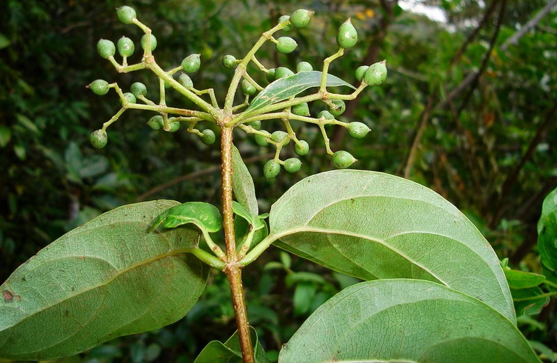 Viburnum seemenii photo 6