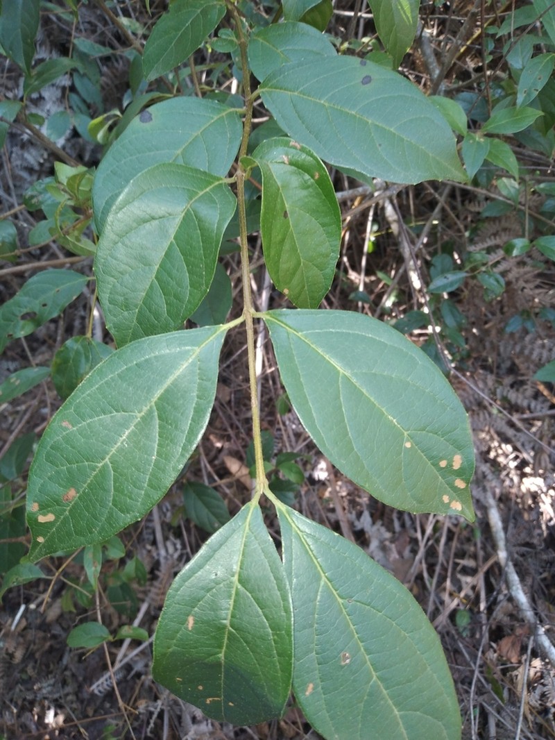 Viburnum seemenii photo 7