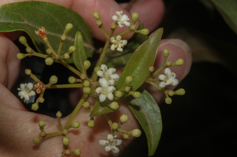 Viburnum seemenii photo 8