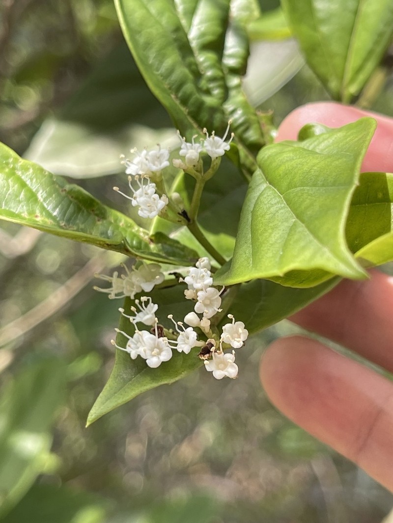 Viburnum sempervirens