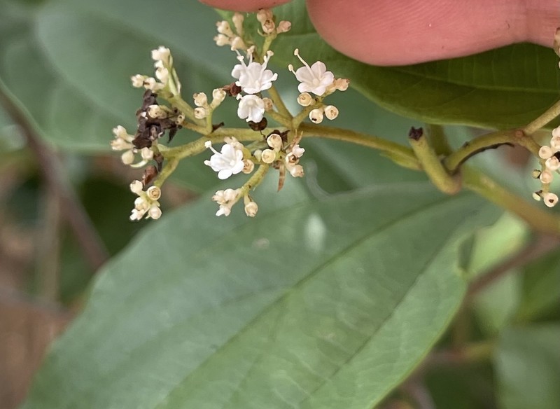Viburnum sempervirens photo 2