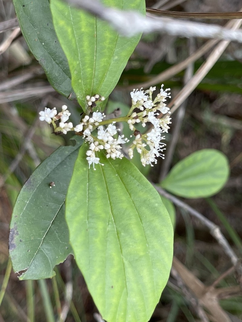 Viburnum sempervirens photo 5