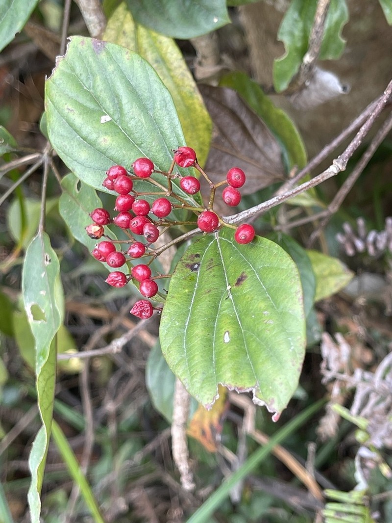 Viburnum sempervirens photo 6