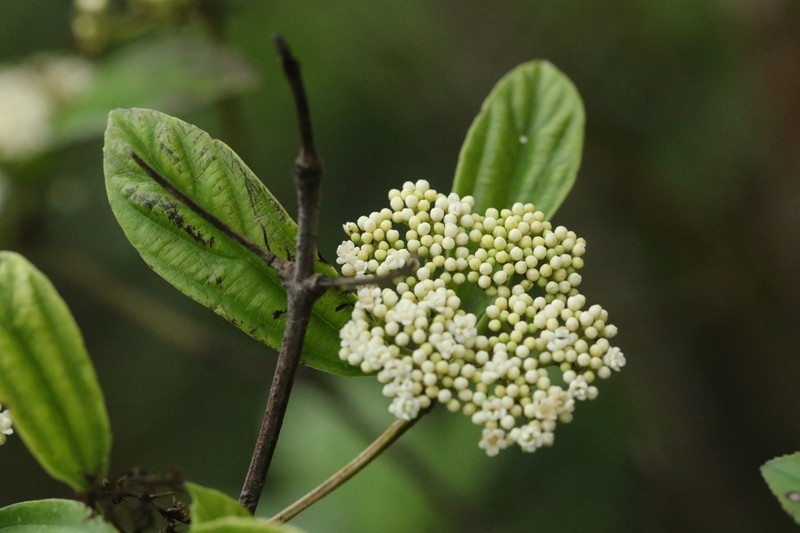 Viburnum sempervirens photo 7