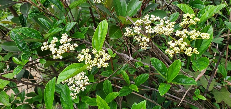 Viburnum sempervirens photo 8