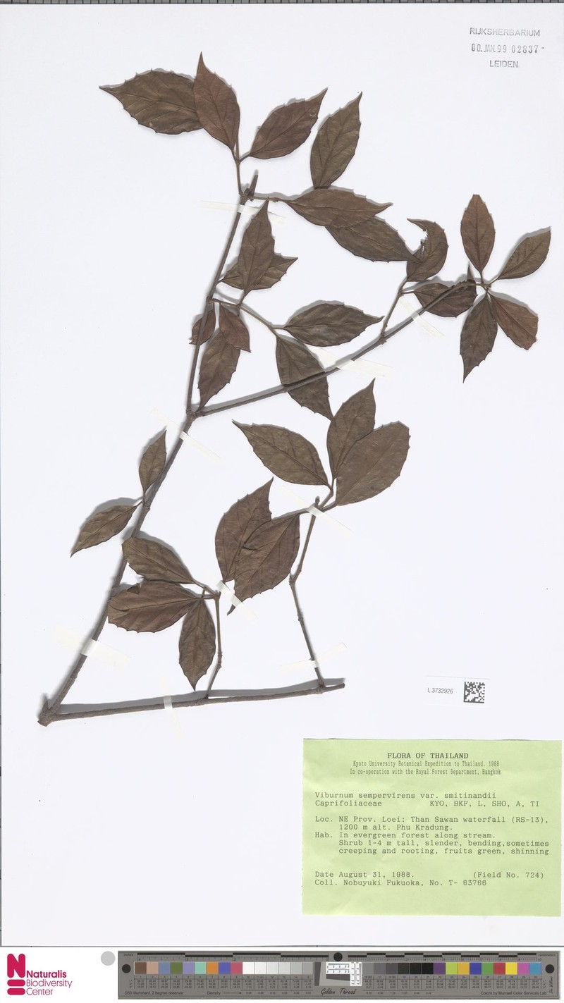 Viburnum sempervirens var. smitinandii photo 2