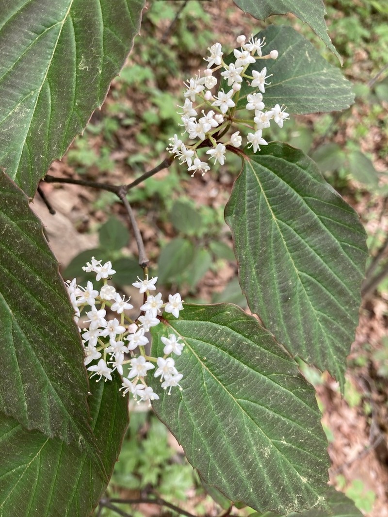 Tea Viburnum photo 2
