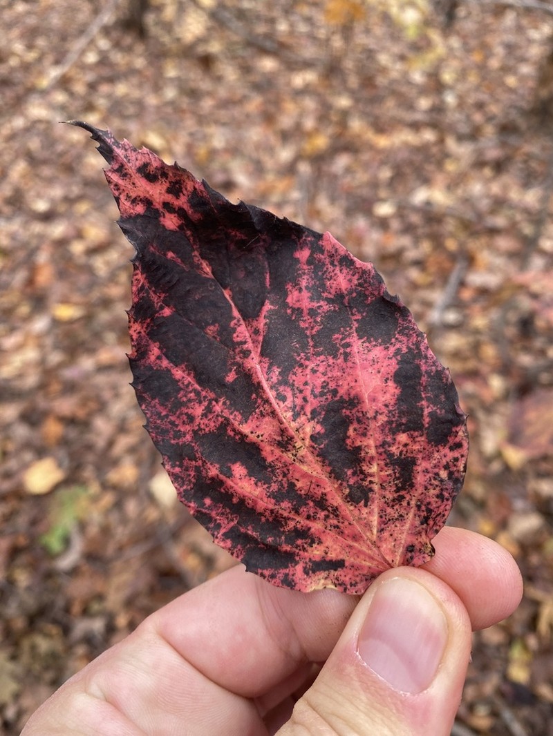 Tea Viburnum photo 3