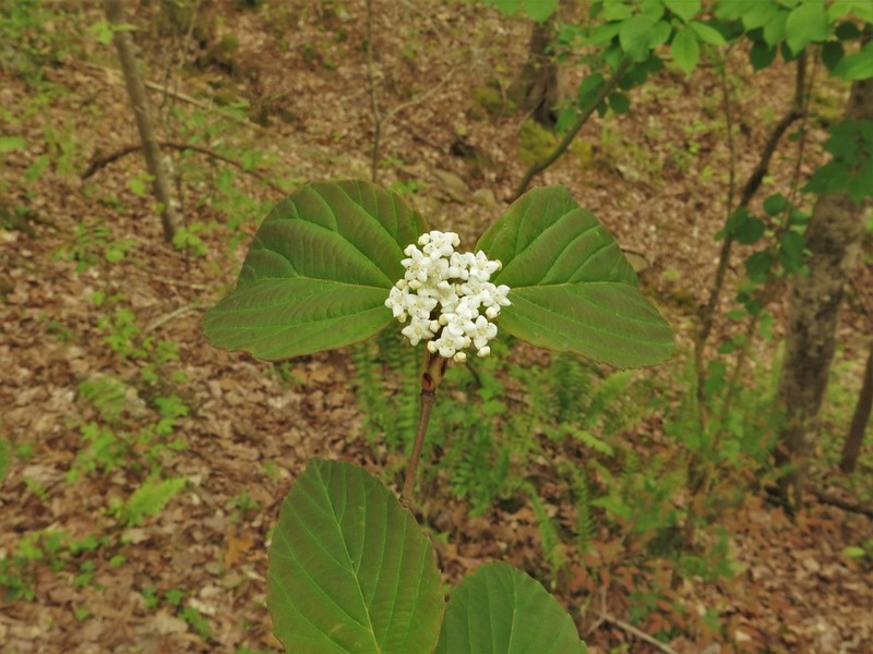 Tea Viburnum photo 4