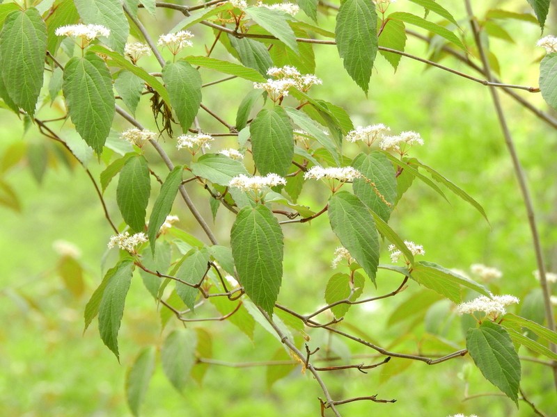 Tea Viburnum photo 5