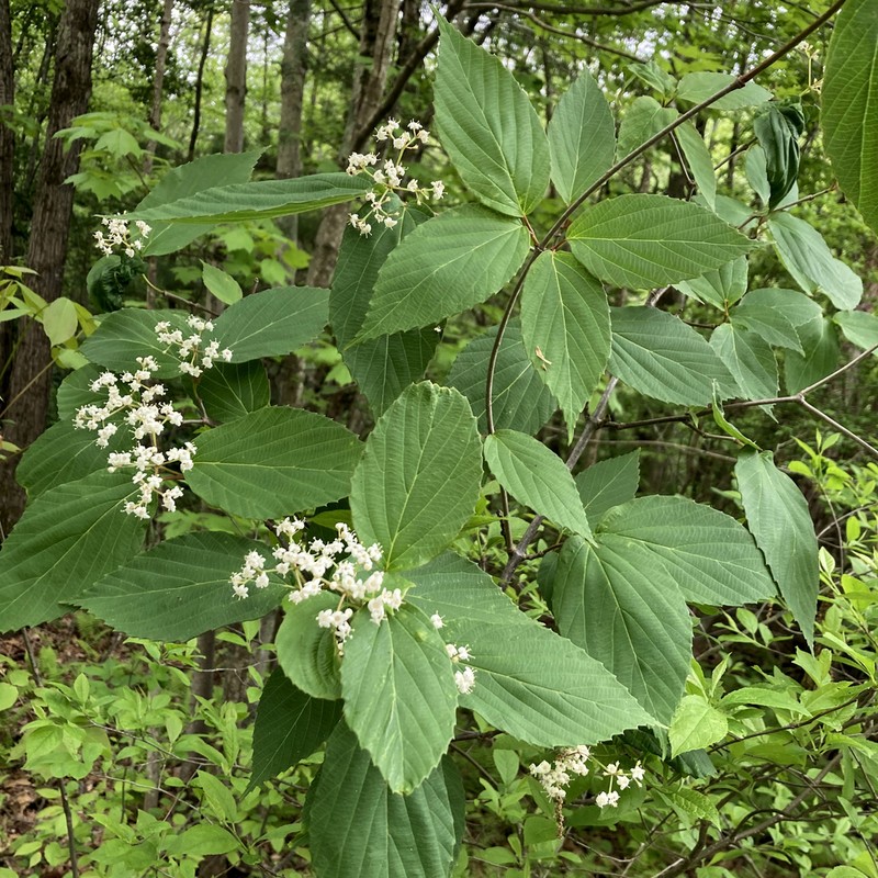 Tea Viburnum photo 6