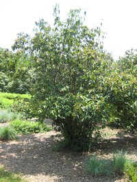 Tea Viburnum