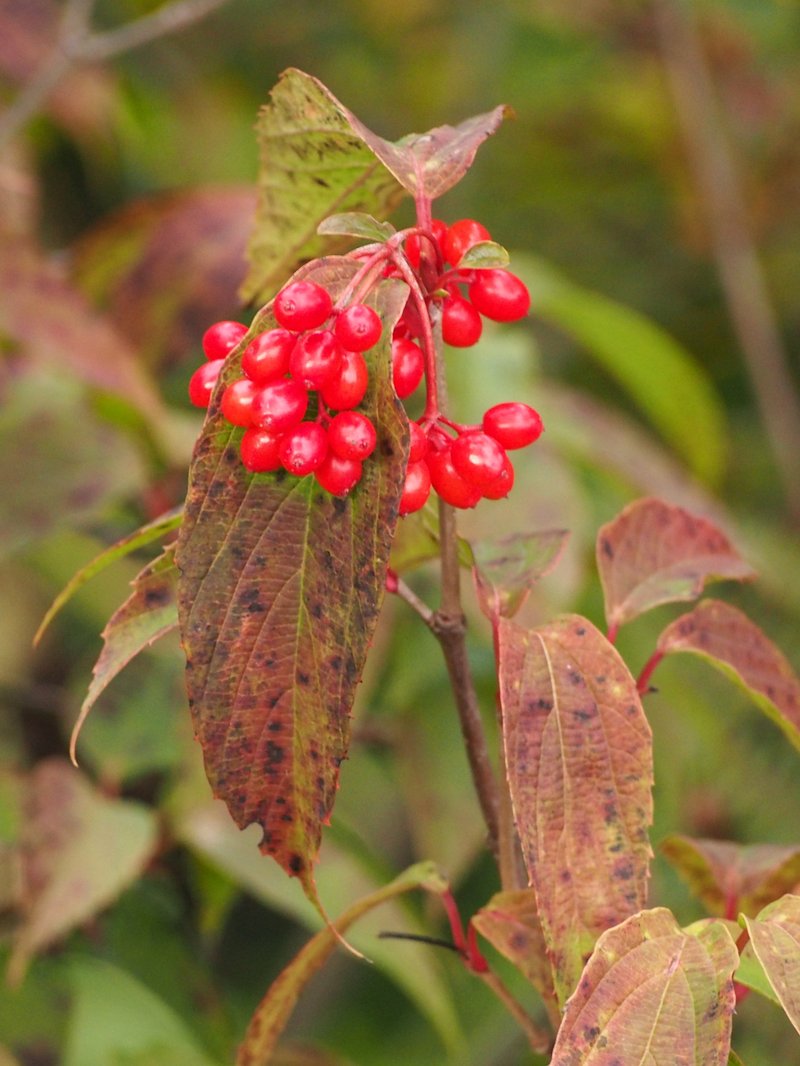 Tea Viburnum photo 5