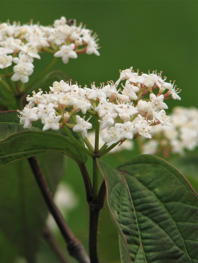 Tea Viburnum photo 6
