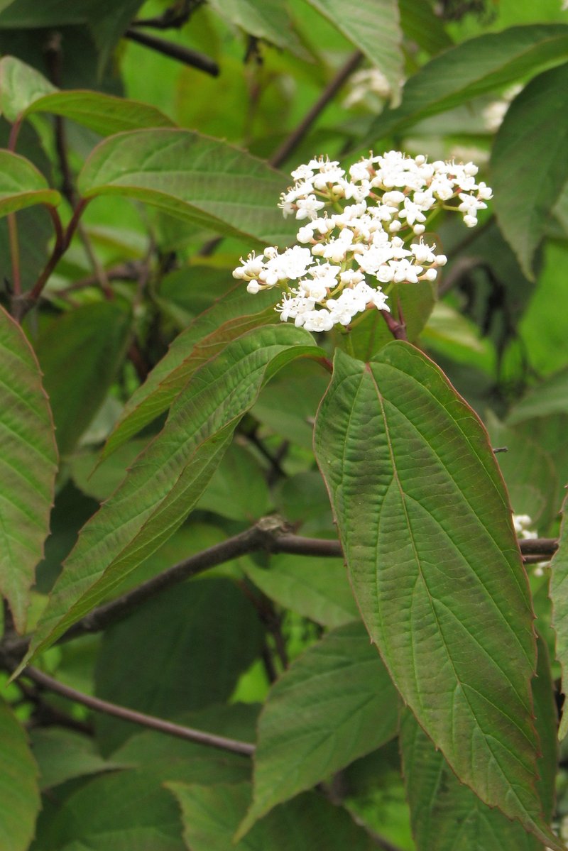 Tea Viburnum photo 7