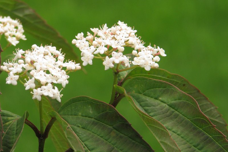 Tea Viburnum photo 8