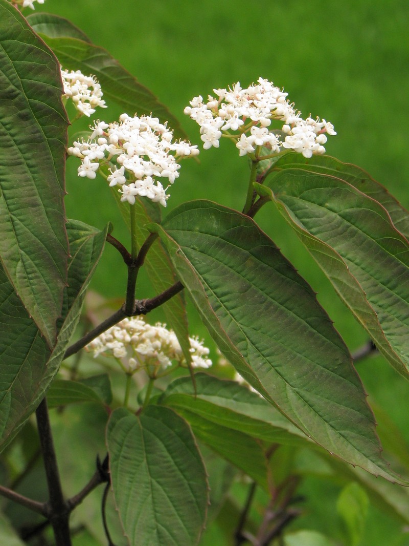 Tea Viburnum photo 2