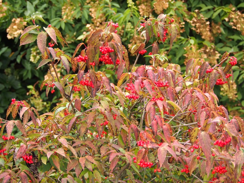 Tea Viburnum photo 3