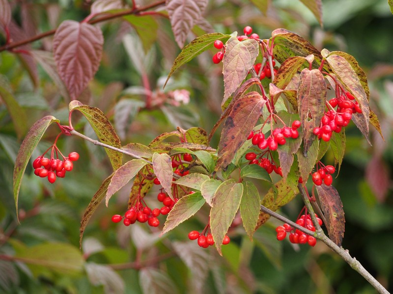 Tea Viburnum photo 4