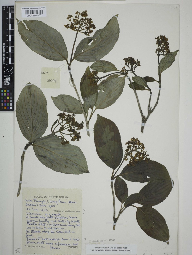 Viburnum shweliense