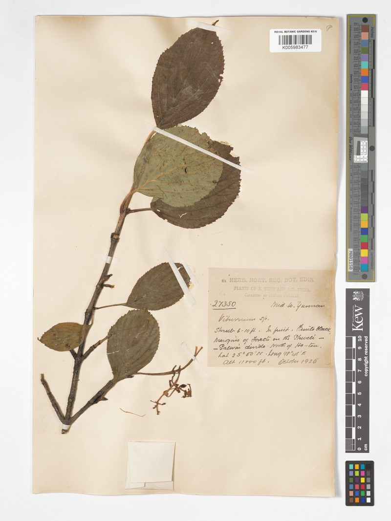 Viburnum shweliense photo 3