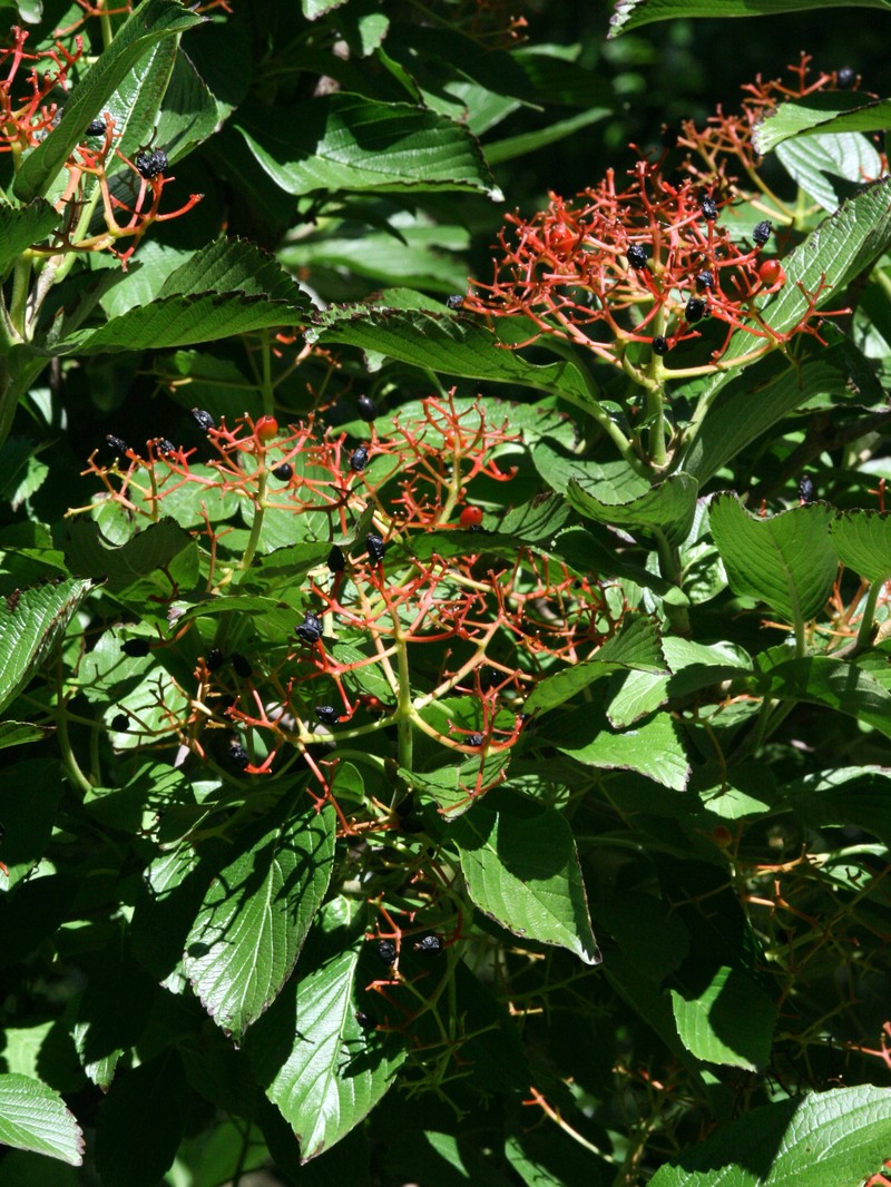 Siebold's Arrowwood photo 4