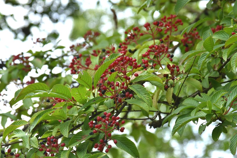 Siebold's Arrowwood photo 5