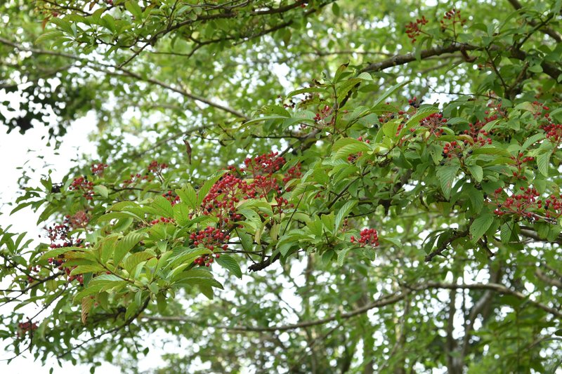 Siebold's Arrowwood photo 8