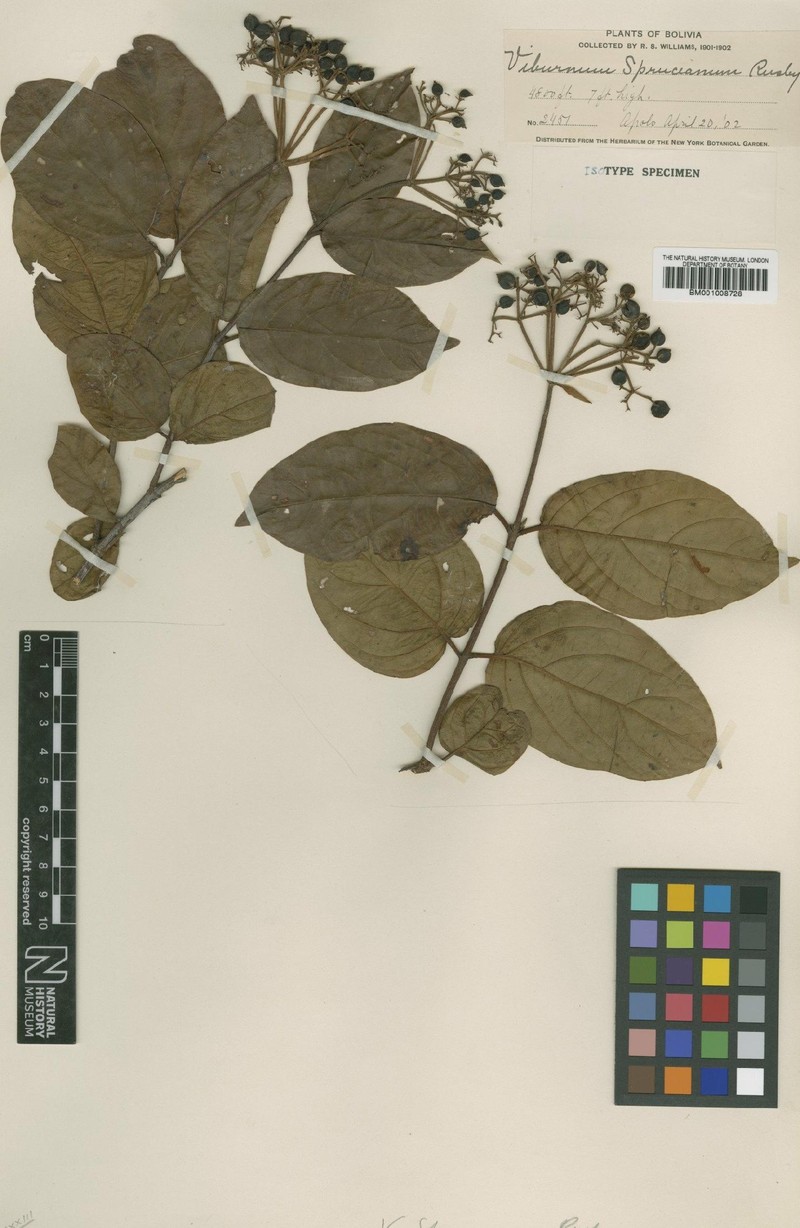 Viburnum spruceanum photo 2