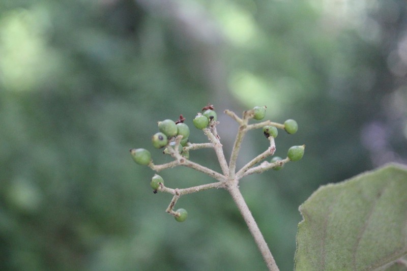 Viburnum stellatotomentosum