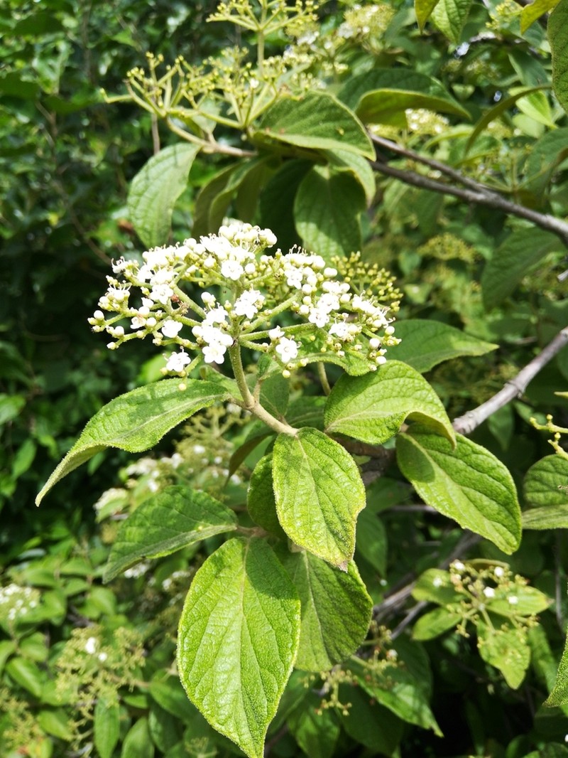 Viburnum stellatotomentosum photo 2